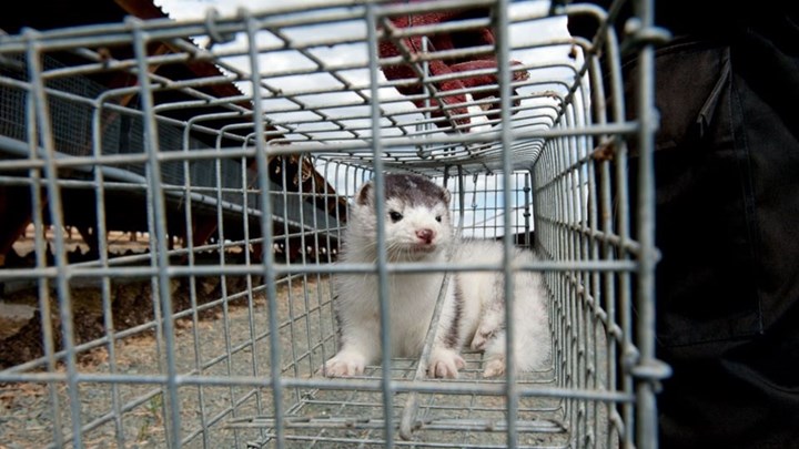 Κορονοϊός: Ανησυχία στην Κοζάνη – Θετικοί στον ιό έξι εκτροφείς μινκ