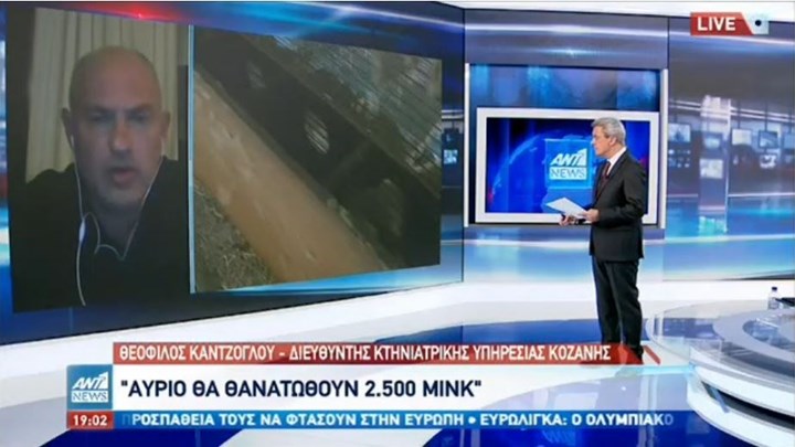 Διευθυντής Κτηνιατρικής Υπηρεσίας Κοζάνης: Αύριο θα θανατωθούν 2.500 μινκ – ΒΙΝΤΕΟ
