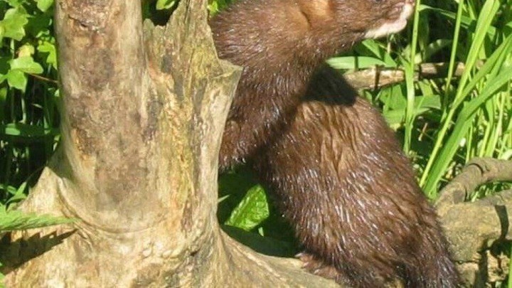 Κορονοϊός-Κοζάνη: Περισσότερα από 1.800 μινκ θανατώθηκαν στην περιοχή του Βοΐου