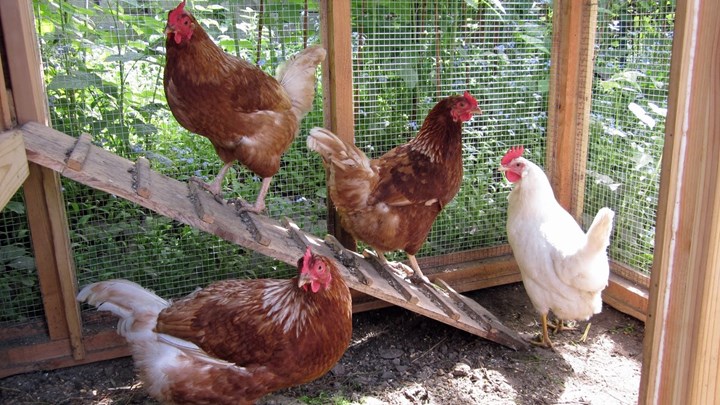 Αγρίνιο: Το κοτέτσι ήταν γεμάτο ηρωίνη – Ο ρόλος 88χρονης σε υπόθεση ναρκωτικών