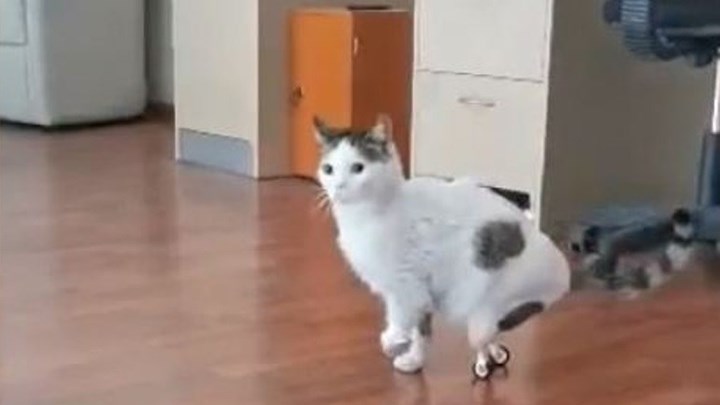 Περσέας: Αυτός είναι ο πρώτος γάτος στην Ελλάδα με τεχνητά πόδια – ΒΙΝΤΕΟ