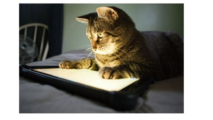 Αναρωτιέσαι τι λέει η γάτα σου; Βγήκε application που μεταφράζει το νιαούρισμα