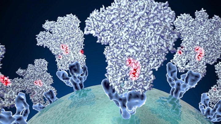 Κορονοϊός: Όλα όσα θέλετε να γνωρίζετε για τα μονοκλωνικά αντισώματα