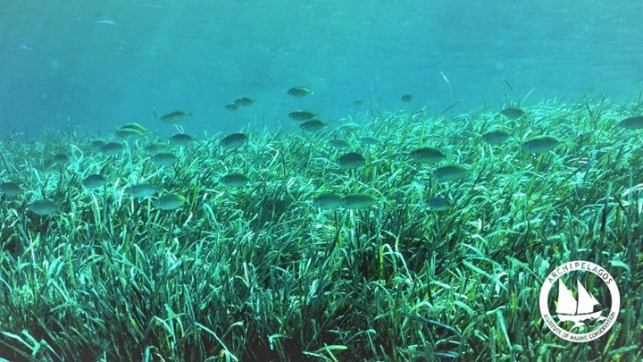 Κήποι στα βάθη της θάλασσας – Μαγευτικές ΦΩΤΟ από τα θαλάσσια λιβάδια της Ποσειδωνίας
