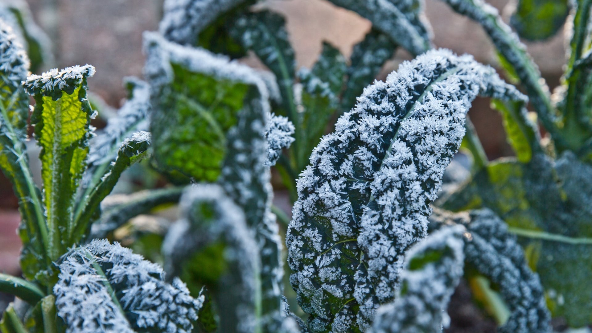 Καιρός: Ισχυρός παγετός τη νύχτα στη βόρεια Ελλάδα – Πού έδειξε το θερμόμετρο -8 βαθμούς – ΦΩΤΟ