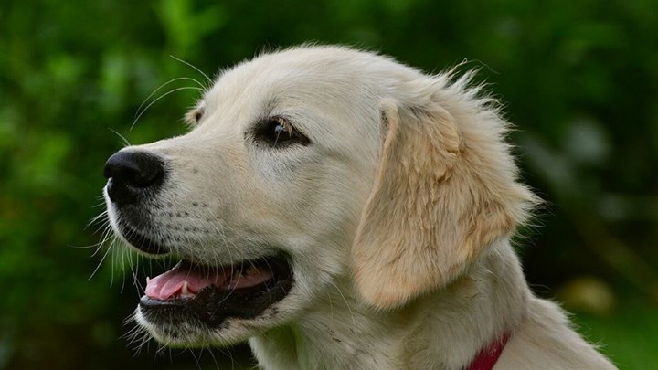 Οι σκύλοι κάνουν το πιο ακριβές “τεστ κορονοϊού”  – Τι δείχνουν τα έως τώρα δεδομένα