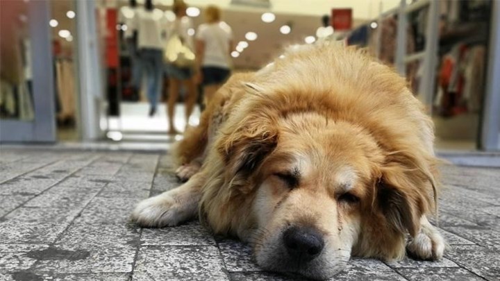 Θλίψη για τον “Σωκράτη” – Φορτηγό παρέσυρε και σκότωσε τον πιο αγαπητό αδέσποτο σκύλο της Αθήνας