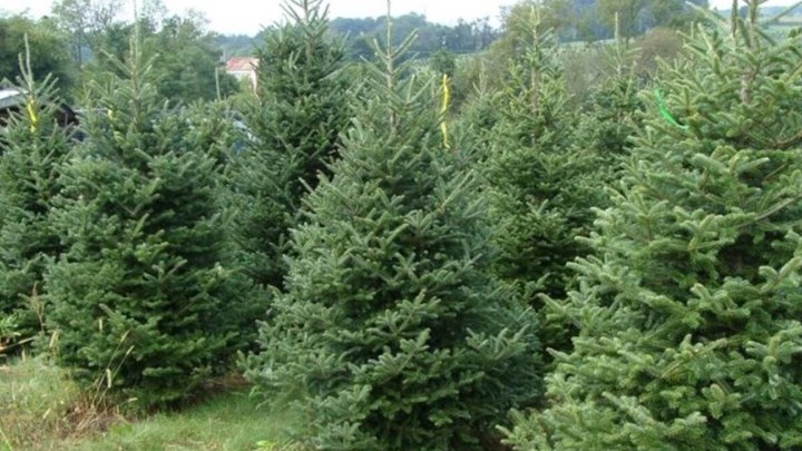 Lockdown – Χριστούγεννα: Τι θα γίνει με την πώληση φυσικών ελάτων – ΒΙΝΤΕΟ