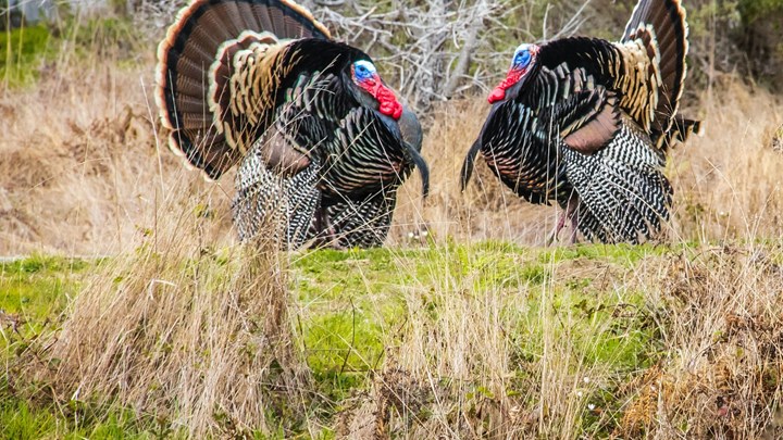 Βρετανία: Γρίπη των πτηνών εντοπίστηκε σε μια φάρμα με γαλοπούλες