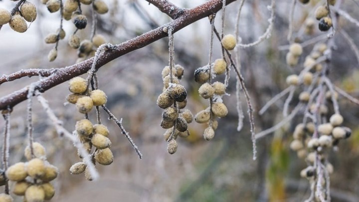 Ισχυρός παγετός στη Δυτική Μακεδονία – Πού σημειώθηκαν οι χαμηλότερες θερμοκρασίες – ΦΩΤΟ
