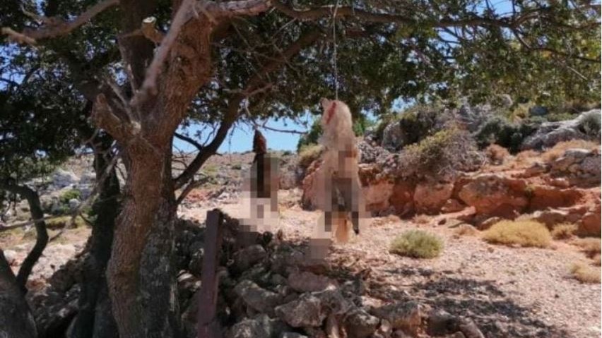 Κτηνωδία στα Χανιά: Συνελήφθη κτηνοτρόφος για το φρικτό βασανισμό και θανάτωση σκύλων