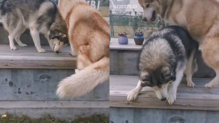 Χάσκι μαθαίνει στο τυφλό αδερφάκι του να κατεβαίνει από ένα ψηλό σκαλοπάτι – ΒΙΝΤΕΟ