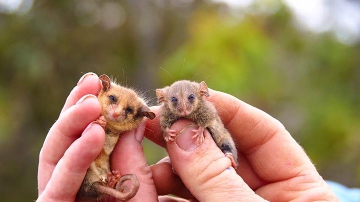 Αυστραλία: Εντοπίστηκε για πρώτη φορά μετά τις πυρκαγιές το μικρότερο είδος πόσουμ