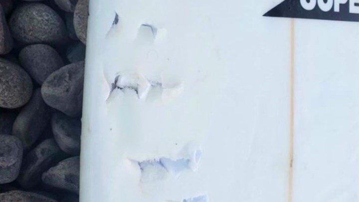 Σέρφερ σώθηκε από θαύμα μετά την επίθεση λευκού καρχαρία – ΒΙΝΤΕΟ