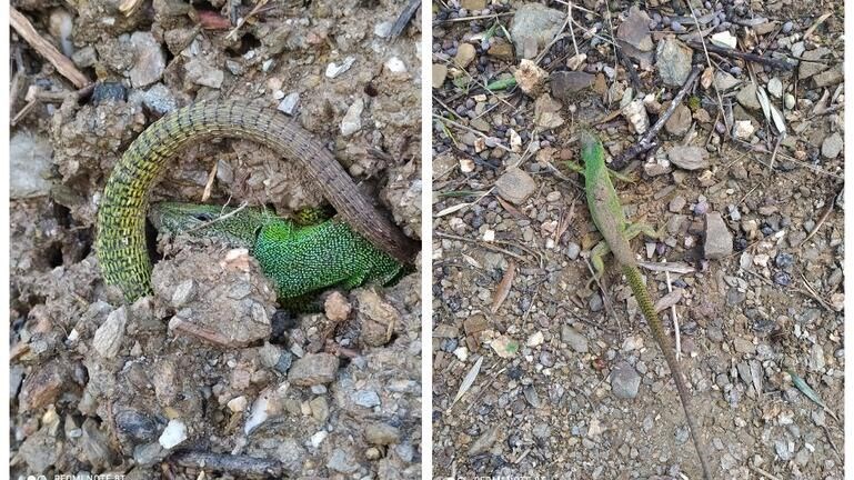 Κρήτη: Τι είναι και γιατί “ξύπνησαν” οι κολισαύρες – ΦΩΤΟ