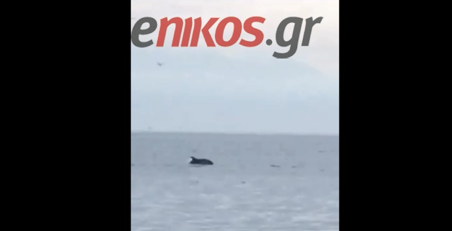 Θεσσαλονίκη: Δελφίνια “μάγεψαν” με την εμφάνισή τους στον Θερμαϊκό – ΒΙΝΤΕΟ αναγνώστη