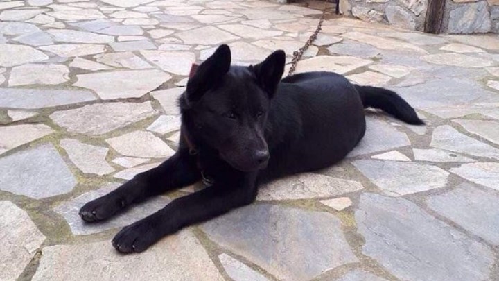 Σοκ και αποτροπιασμός: Κακοποίησαν σεξουαλικά σκύλο σε παραλία της Πιερίας