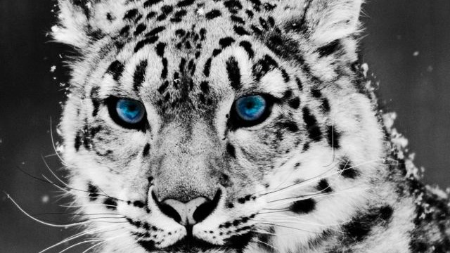 Κορονοϊός: Θετική στον ιό λευκή λεοπάρδαλη σε ζωολογικό κήπο στις ΗΠΑ