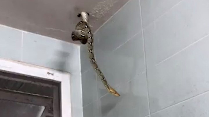 Τρόμος για 35χρονο στην Ταϊλάνδη: Πύθωνας 2,5 μέτρων τρύπωσε σε τουαλέτα από την οροφή – ΒΙΝΤΕΟ