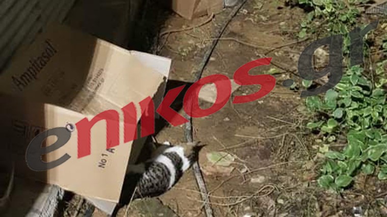 Μαρούσι: Ασυνείδητοι σκοτώνουν γάτες με φόλες πίσω από τον ΗΣΑΠ – ΦΩΤΟ αναγνώστη
