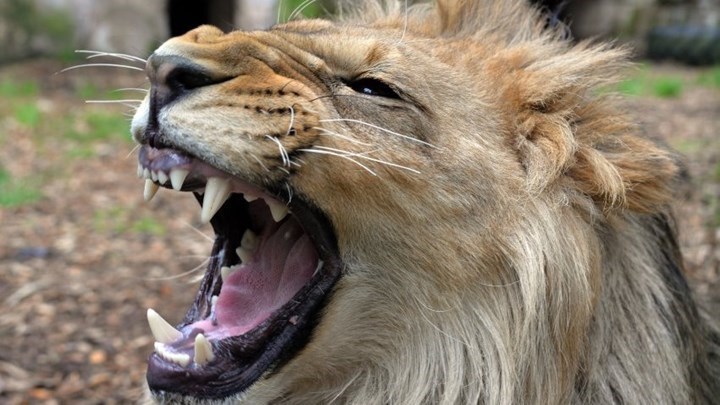 Έριξε μπουνιά στο λιοντάρι που προσπάθησε να τον κατασπαράξει – Πώς κατάφερε να σωθεί