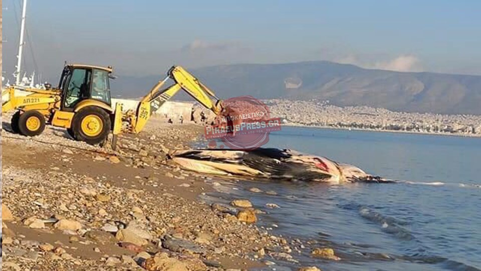 Πειραιάς: Νεκρή φάλαινα ξεβράστηκε στη Φρεαττύδα – ΦΩΤΟ – ΒΙΝΤΕΟ