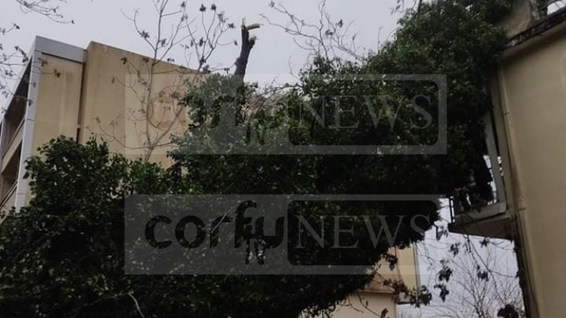 Κακοκαιρία: Δέντρο έπεσε στα μπαλκόνια σπιτιών στην Κέρκυρα – ΦΩΤΟ