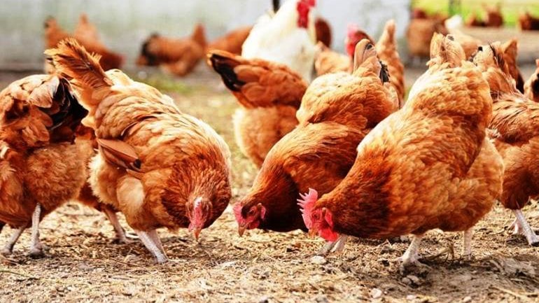 Κορωπί: Έκλεψαν 165.000 ευρώ από κοτέτσι – Ο τενεκές με τον… θησαυρό και η καταγγελία