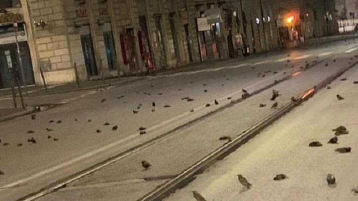 Ρώμη: Φρίκη με εκατοντάδες πουλιά νεκρά στους δρόμους της Αιώνιας Πόλης – ΒΙΝΤΕΟ