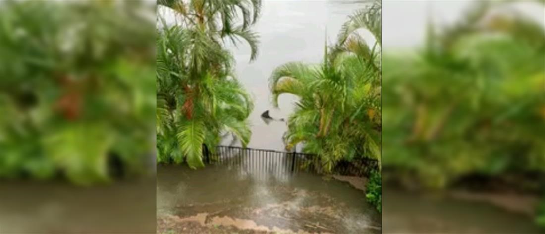 Αυστραλία: Άνδρας βρήκε καρχαρία έξω από το σπίτι του – ΦΩΤΟ