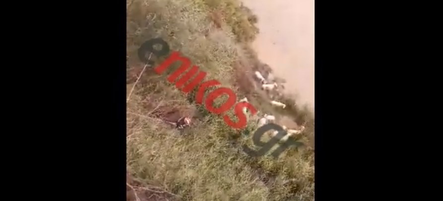 Κακοκαιρία-Ηλεία: Η ΕΜΑΚ έσωσε κοπάδι προβάτων που εγκλωβίστηκε στις όχθες του ποταμού Ενιπέα – ΒΙΝΤΕΟ αναγνώστη