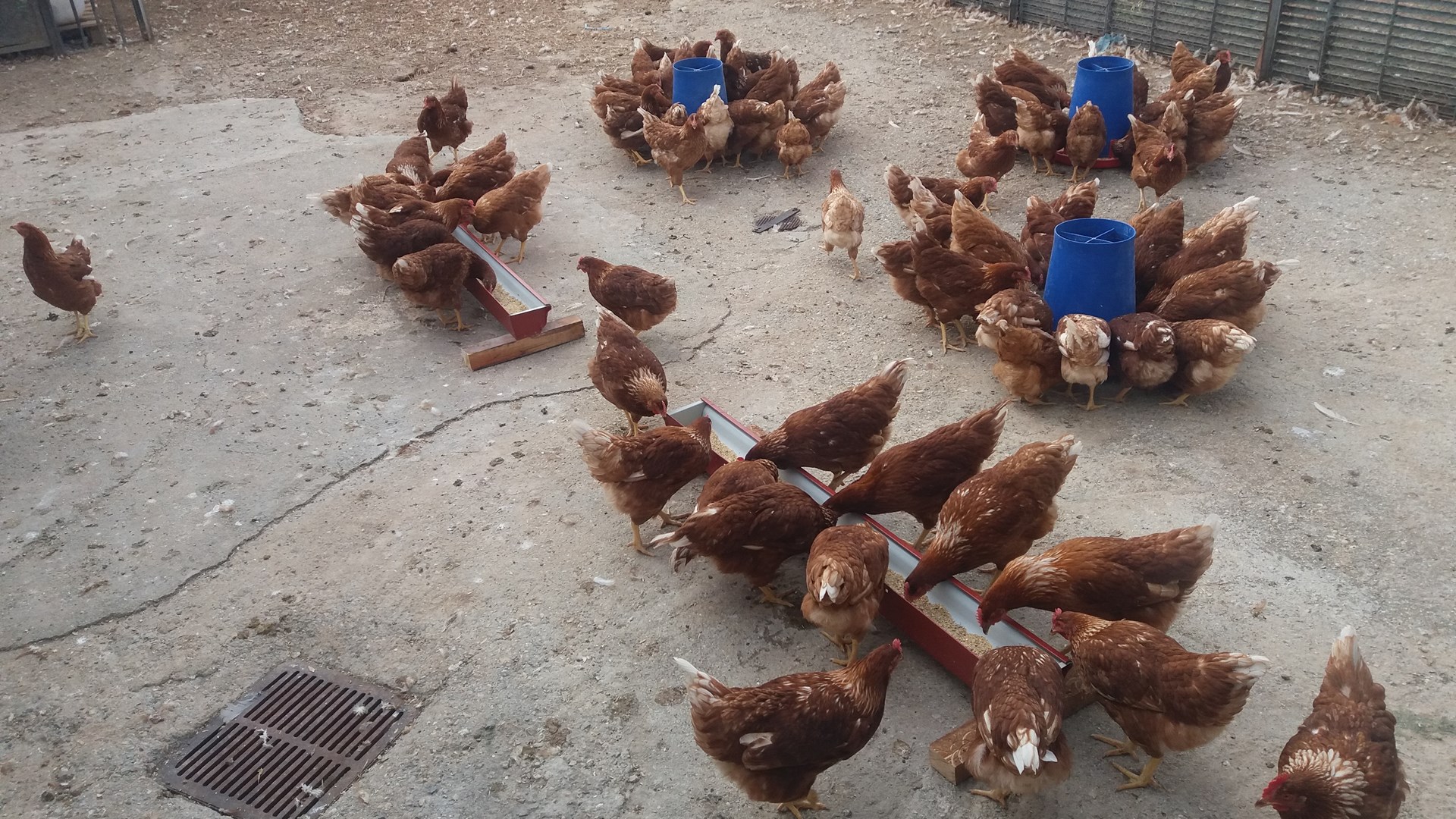 Πρώτη Σερρών: Πτηνοτροφική μονάδα παράγει αυγά με …φασκόμηλο