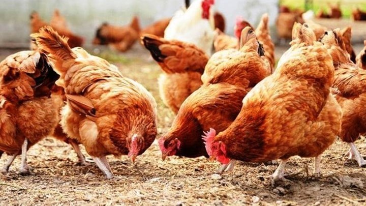 Κορωπί: Στα χέρια της αστυνομίας οι ληστές “θησαυρού” σε κοτέτσι – Τους “πρόδωσαν” τα εμβάσματα