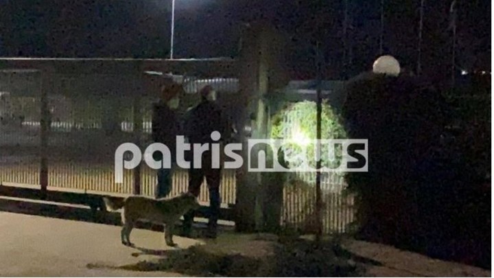 Ηλεία: Τι λέει η ιατροδικαστής για τον θάνατο του 56χρονου και τα τραύματα από τα σκυλιά