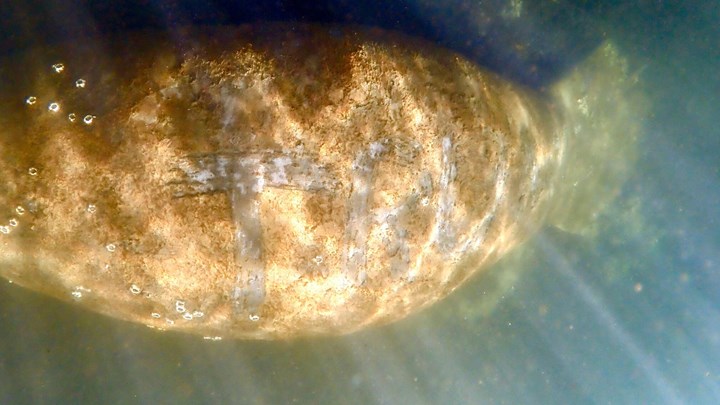 ΗΠΑ: Έρευνα των αρχών για κακοποίηση ενός μανάτου – Έγραψαν στη ράχη του την λέξη «Τραμπ»