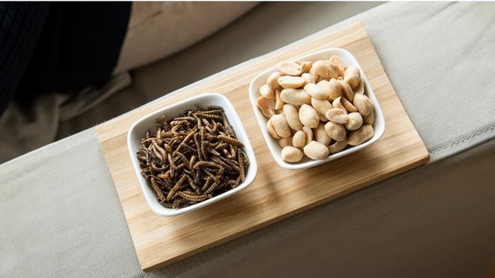 Ε.Ε: “Ναι” στα έντομα προς… κατανάλωση – Πότε αναμένεται να φτάσουν στα πιάτα των Ευρωπαίων