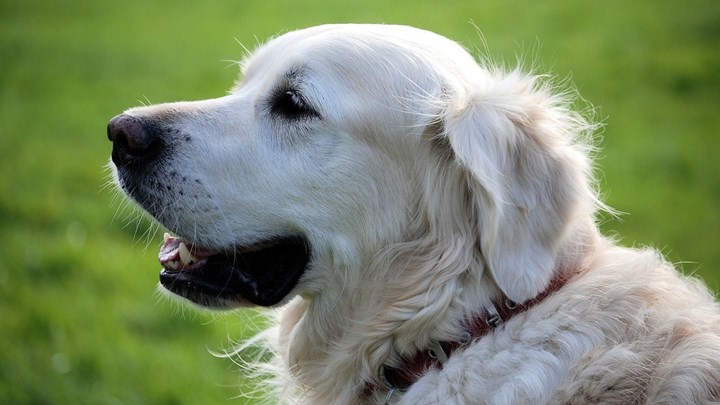 Κτηνωδία στο Κιλκίς: Κτηνοτρόφος πυροβόλησε με καραμπίνα και σκότωσε σκύλο