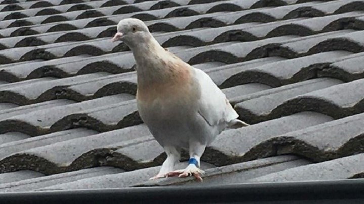 Ο Τζο το περιστέρι σώθηκε από θανάτωση λόγω… πλαστών στοιχείων – ΒΙΝΤΕΟ