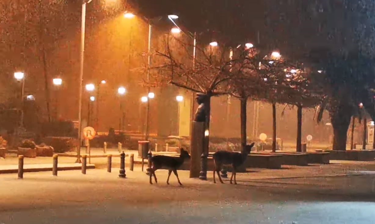 Κακοκαιρία “Λέανδρος”: Ελάφια επισκέφθηκαν το Δημαρχείο της Λήμνου – ΦΩΤΟ