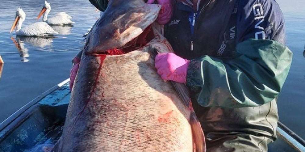Θεσσαλονίκη: Ψάρι-γίγας έπιασαν ψαράδες στη λίμνη Βόλβη – Ζυγίζει 85 κιλά – ΦΩΤΟ