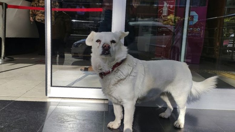 Υπόθεση “Χάτσικο” στην Τουρκία: Σκυλίτσα περίμενε επί ημέρες τον κηδεμόνα της έξω από νοσοκομείο – ΦΩΤΟ
