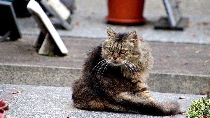 Δήμος Αθηναίων: Βελτίωση των συνθηκών διαβίωσης των αδέσποτων