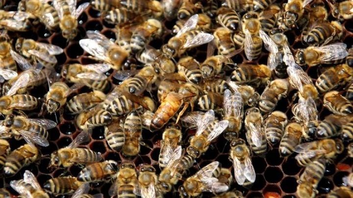 CypTox: Έρχονται βιο-εντομοκτόνα χωρίς επιπτώσεις στις μέλισσες