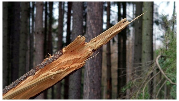 Κρήτη: Τραγωδία στη Μεσσαρά – Νεκρός 33χρονος από κλαδί ελιάς