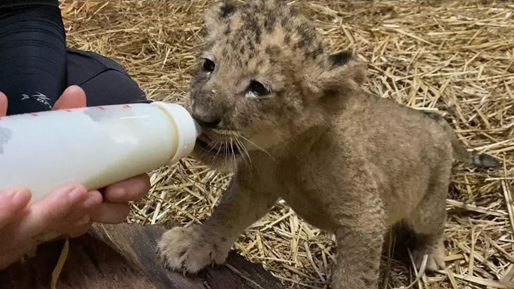Σιγκαπούρη: Γεννήθηκε λιονταράκι στον Ζωολογικό Κήπο με τεχνητή γονιμοποίηση – ΦΩΤΟ