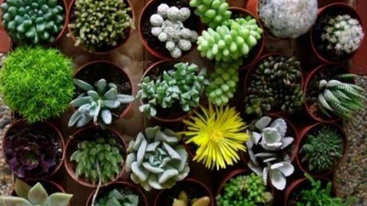 Κορονοϊός: Ευεργετική η επίδραση των φυτών στο σπίτι την περίοδο του lockdown