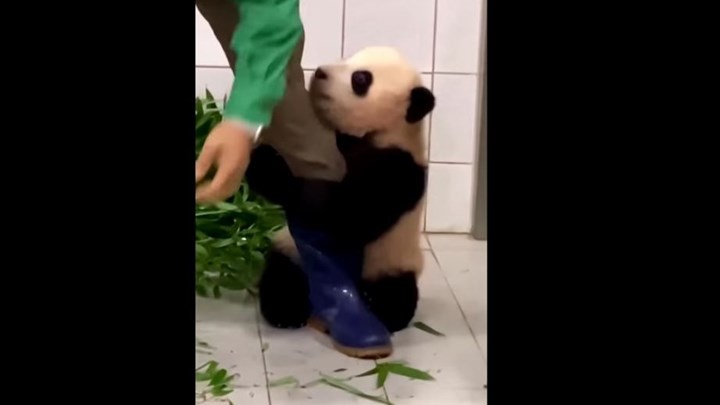 Viral το μωρό πάντα που δεν αφήνει το πόδι του φροντιστή του – ΒΙΝΤΕΟ