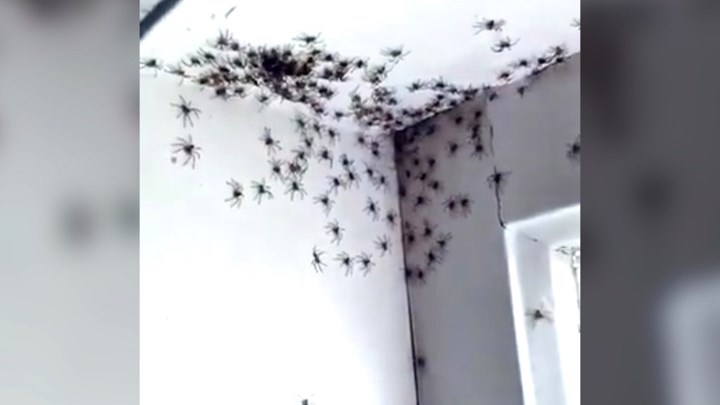 Αυστραλία: Έντρομη μητέρα ανακάλυψε δεκάδες αράχνες στο δωμάτιο της κόρης της – ΦΩΤΟ – ΒΙΝΤΕΟ
