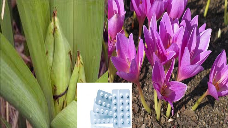 Κολχικίνη ή Colchicum autumnale: Φάρμακο ή ισχυρό δηλητήριο το νέο “όπλο” κατά της COVID-19