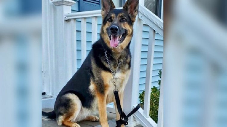 Σκύλος έσωσε τον ιδιοκτήτη του όταν αυτός κατέρρευσε με εγκεφαλικό